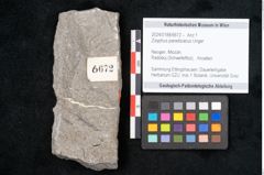 Foto (Objekt + Etikett) von Zizyphus paradisiacus Unger (NHMW-GEO-2024-0188-6672)